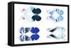 Miss Butterfly X-Ray Duo White VI-Philippe Hugonnard-Framed Stretched Canvas