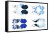 Miss Butterfly X-Ray Duo White VI-Philippe Hugonnard-Framed Stretched Canvas