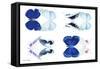 Miss Butterfly X-Ray Duo White-Philippe Hugonnard-Framed Stretched Canvas