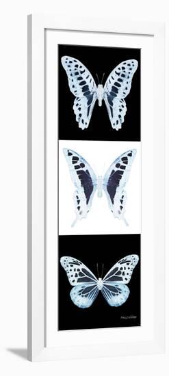 Miss Butterfly X-Ray Pano II-Philippe Hugonnard-Framed Photographic Print