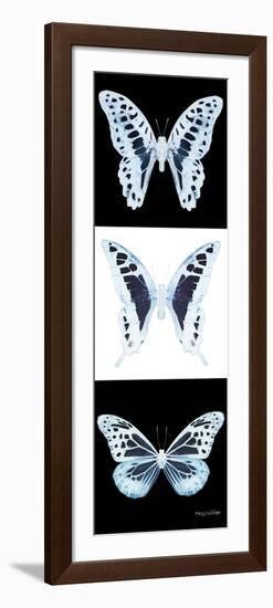 Miss Butterfly X-Ray Pano II-Philippe Hugonnard-Framed Photographic Print