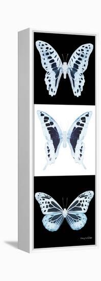 Miss Butterfly X-Ray Pano II-Philippe Hugonnard-Framed Stretched Canvas