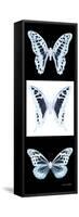 Miss Butterfly X-Ray Pano II-Philippe Hugonnard-Framed Stretched Canvas