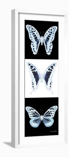 Miss Butterfly X-Ray Pano II-Philippe Hugonnard-Framed Photographic Print