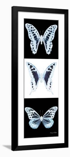 Miss Butterfly X-Ray Pano II-Philippe Hugonnard-Framed Photographic Print