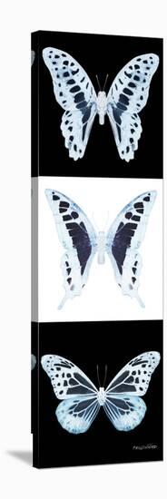 Miss Butterfly X-Ray Pano II-Philippe Hugonnard-Stretched Canvas