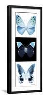 Miss Butterfly X-Ray Pano-Philippe Hugonnard-Framed Photographic Print