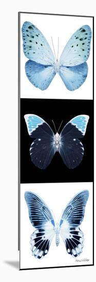 Miss Butterfly X-Ray Pano-Philippe Hugonnard-Mounted Photographic Print