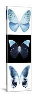 Miss Butterfly X-Ray Pano-Philippe Hugonnard-Stretched Canvas