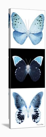 Miss Butterfly X-Ray Pano-Philippe Hugonnard-Stretched Canvas