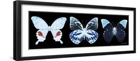 Miss Butterfly X-Ray Panoramic Black II-Philippe Hugonnard-Framed Photographic Print