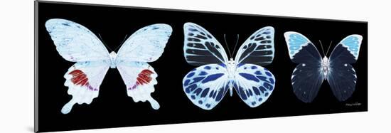 Miss Butterfly X-Ray Panoramic Black II-Philippe Hugonnard-Mounted Photographic Print