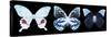 Miss Butterfly X-Ray Panoramic Black II-Philippe Hugonnard-Stretched Canvas