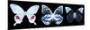 Miss Butterfly X-Ray Panoramic Black II-Philippe Hugonnard-Mounted Photographic Print