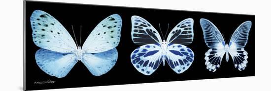 Miss Butterfly X-Ray Panoramic Black III-Philippe Hugonnard-Mounted Premium Photographic Print