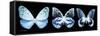 Miss Butterfly X-Ray Panoramic Black III-Philippe Hugonnard-Framed Stretched Canvas