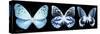 Miss Butterfly X-Ray Panoramic Black III-Philippe Hugonnard-Stretched Canvas