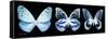 Miss Butterfly X-Ray Panoramic Black III-Philippe Hugonnard-Framed Stretched Canvas