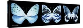 Miss Butterfly X-Ray Panoramic Black III-Philippe Hugonnard-Stretched Canvas