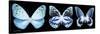 Miss Butterfly X-Ray Panoramic Black III-Philippe Hugonnard-Stretched Canvas