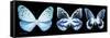 Miss Butterfly X-Ray Panoramic Black III-Philippe Hugonnard-Framed Stretched Canvas