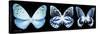 Miss Butterfly X-Ray Panoramic Black III-Philippe Hugonnard-Stretched Canvas