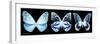 Miss Butterfly X-Ray Panoramic Black III-Philippe Hugonnard-Framed Photographic Print