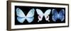 Miss Butterfly X-Ray Panoramic Black IV-Philippe Hugonnard-Framed Photographic Print