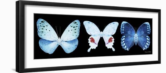 Miss Butterfly X-Ray Panoramic Black IV-Philippe Hugonnard-Framed Premium Photographic Print