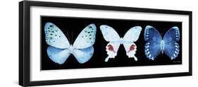 Miss Butterfly X-Ray Panoramic Black IV-Philippe Hugonnard-Framed Premium Photographic Print