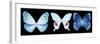 Miss Butterfly X-Ray Panoramic Black IV-Philippe Hugonnard-Framed Premium Photographic Print