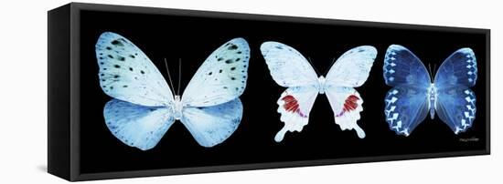 Miss Butterfly X-Ray Panoramic Black IV-Philippe Hugonnard-Framed Stretched Canvas