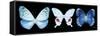 Miss Butterfly X-Ray Panoramic Black IV-Philippe Hugonnard-Framed Stretched Canvas