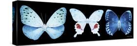 Miss Butterfly X-Ray Panoramic Black IV-Philippe Hugonnard-Stretched Canvas
