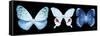 Miss Butterfly X-Ray Panoramic Black IV-Philippe Hugonnard-Framed Stretched Canvas