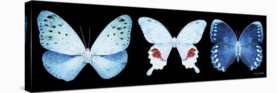 Miss Butterfly X-Ray Panoramic Black IV-Philippe Hugonnard-Stretched Canvas