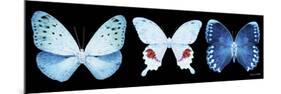 Miss Butterfly X-Ray Panoramic Black IV-Philippe Hugonnard-Mounted Photographic Print