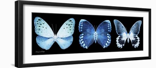 Miss Butterfly X-Ray Panoramic Black-Philippe Hugonnard-Framed Photographic Print