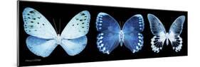 Miss Butterfly X-Ray Panoramic Black-Philippe Hugonnard-Mounted Photographic Print