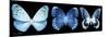 Miss Butterfly X-Ray Panoramic Black-Philippe Hugonnard-Mounted Photographic Print