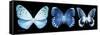 Miss Butterfly X-Ray Panoramic Black-Philippe Hugonnard-Framed Stretched Canvas