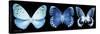 Miss Butterfly X-Ray Panoramic Black-Philippe Hugonnard-Stretched Canvas