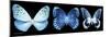 Miss Butterfly X-Ray Panoramic Black-Philippe Hugonnard-Mounted Photographic Print
