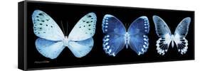 Miss Butterfly X-Ray Panoramic Black-Philippe Hugonnard-Framed Stretched Canvas