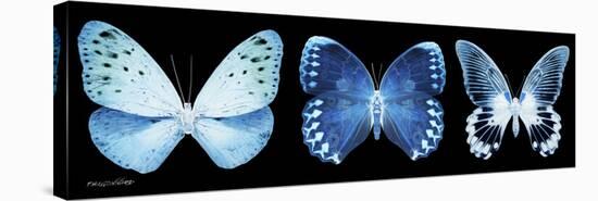 Miss Butterfly X-Ray Panoramic Black-Philippe Hugonnard-Stretched Canvas