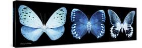Miss Butterfly X-Ray Panoramic Black-Philippe Hugonnard-Stretched Canvas