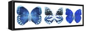 Miss Butterfly X-Ray Panoramic White II-Philippe Hugonnard-Framed Stretched Canvas