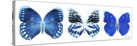 Miss Butterfly X-Ray Panoramic White II-Philippe Hugonnard-Stretched Canvas