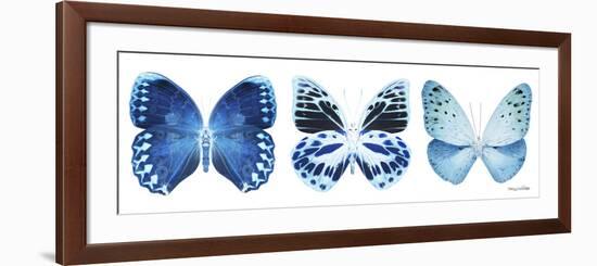 Miss Butterfly X-Ray Panoramic White III-Philippe Hugonnard-Framed Photographic Print