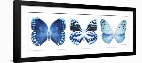 Miss Butterfly X-Ray Panoramic White III-Philippe Hugonnard-Framed Photographic Print